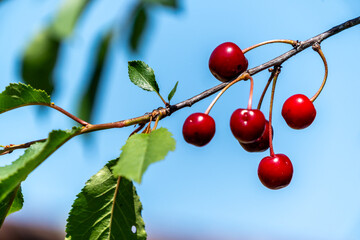 Reife Sauerkirschen an einem Baum