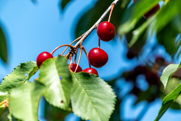 Reife Sauerkirschen an einem Baum