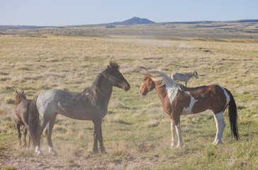 Wild Horses in the Utah Desert in Springtime