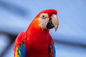 Red-and-green Macaw (Ara chloropterus) Arara-vermelha
