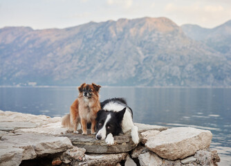A Border Collie and a small dog sit on a rocky outcrop near a calm lake, with mountains and a...