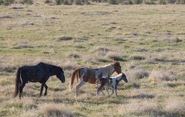 Wild Horses in the Utah Desert in Springtime