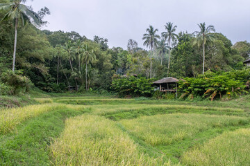 A rustic bamboo hut nestles among dense jungle foliage and vibrant rice fields, showcasing the...