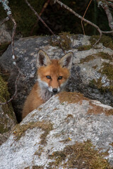 Red fox cub in the forest