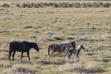 Wild Horses in the Utah Desert in Springtime