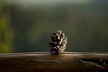 Close-up of a pine cone resting on a wooden surface with a blurred natural background. The pine...
