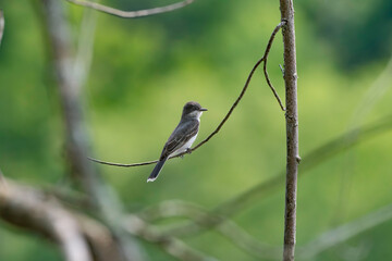 Kingbird on a Branch 