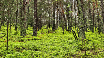 lnside a lush boreal forest