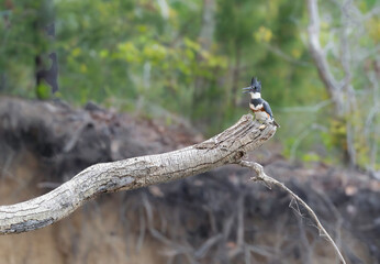 Kingfisher on a Piece of Driftwood 
