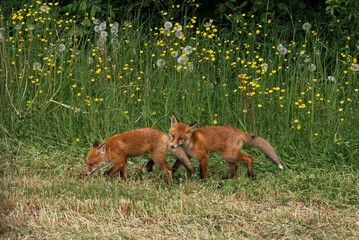 red fox cubs playing