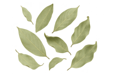Dried bay leaves scattered, isolated on a transparent background for culinary use