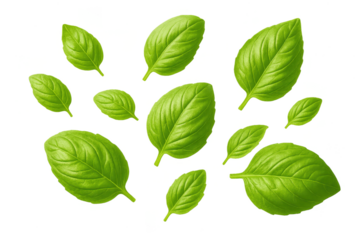 Delicious fresh green basil leaves isolated on a transparent background