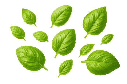 Delicious fresh green basil leaves isolated on a transparent background