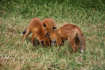 red fox cubs playing