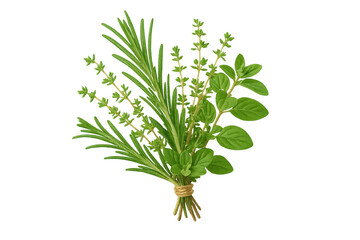 Fototapeta premium Fresh garden herbs: rosemary, thyme, oregano, isolated on transparent background.