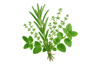 Fototapeta premium Fresh aromatic herbs bouquet with rosemary, oregano isolated on transparent background