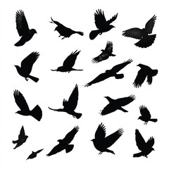 Obraz premium bird flight silhouette set, Black & White silhouette set