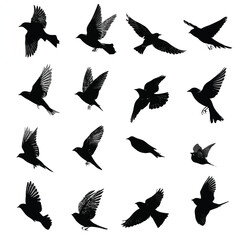 Fototapeta premium bird flight silhouette set, Black & White silhouette set