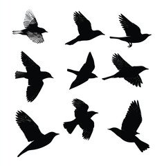Obraz premium bird flight silhouette set, Black & White silhouette set