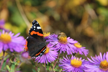 Butterfly on the flowers in summer