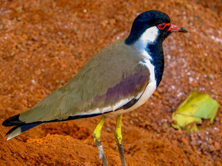 Jaipur. India. The red-wattled lapwing is an Asian lapwing or large plover, a wader in the family Charadriidae.