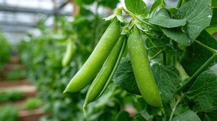 Vivid green pea pods hang gracefully from healthy plants inside a spacious greenhouse. Dew droplets add freshness to the scene, showcasing the beauty of spring growth.