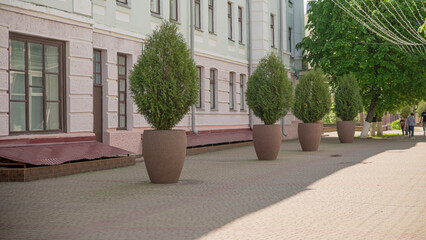 Decorative bushes in large pots line the street