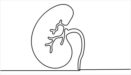 Human kidneys continuous one line drawing vector illustration. Human organ, kidney outline drawing illustration. Kidney human organ one line art drawing. Human kidneys with ureters one line art.