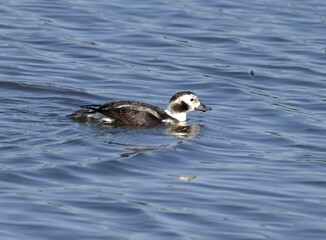 Long-tailed Duck Female Gliding on Blue Water