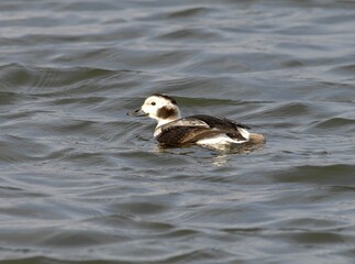Long-tailed Duck Female Gliding on Blue Water