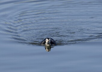 Long-tailed Duck Female Swimming Head-on