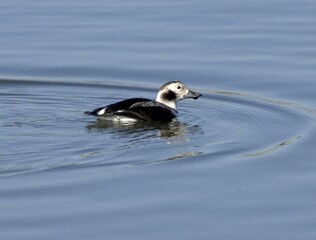 Long-tailed Duck Female Gliding on Blue Water