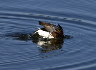 Long-tailed Duck Female Hunting for Food