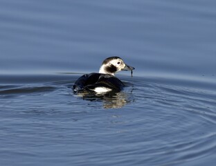 Long-tailed Duck Female with Seaweed in Bill