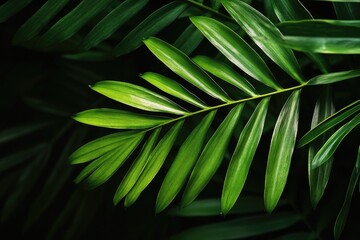 Close-up of vibrant green palm fronds, sharply focused against a dark background