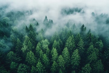 Misty forest canopy, aerial view