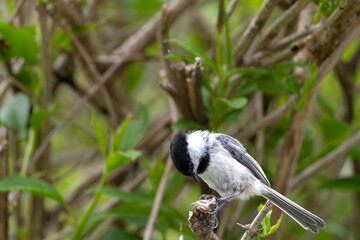 Black Capped Chickadee 