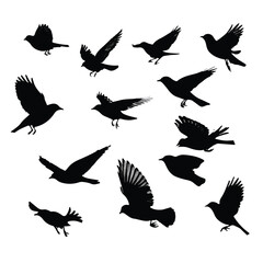 Fototapeta premium bird in flight silhouette set, Black & White silhouette set