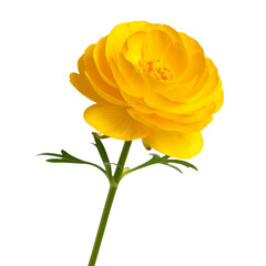 Obraz premium Single Yellow Buttercup Flower with Green Stem and Leaves, Isolated on White Background