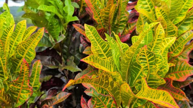 Close up of Codiaeum variegatum or Garden Croton plant