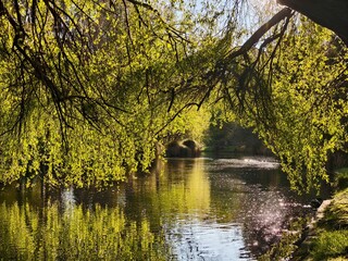 Tranquil scene in Christchurch Botanic Gardens, New Zealand, during spring. Luminous green foliage...