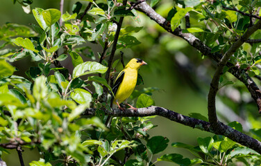 American Goldfinch in an Apple Tree 
