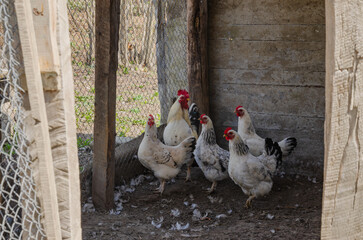 Chickens with a rooster in a chicken coop