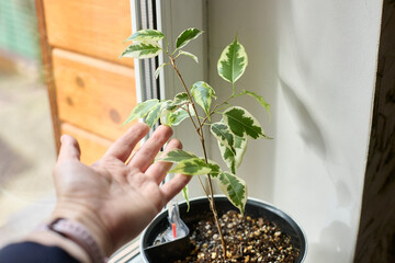 Growing Ficus Plant Reaches Toward A Helping Human Hand