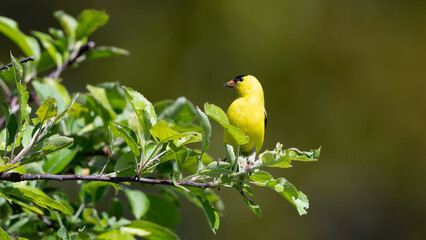 American Goldfinch in an Apple Tree 