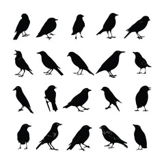 Obraz premium bird silhouette set, Black & White silhouette set