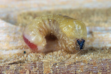 Larva of Capuchin beetle also called False powderpost beetle or Horned powderpost beetle...