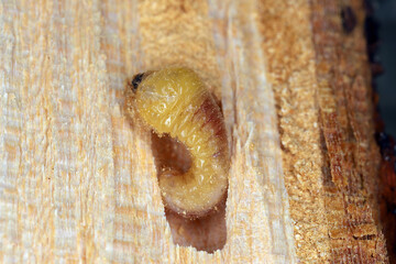 Larva of beetle Bostrichidae family commonly called auger beetles, false powderpost beetles, or horned powderpost beetles in wood.