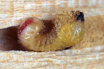 Larva of Auger beetle also called Horned powderpost beetle (Bostrichus capucinu) found in the wood in which it was developing.