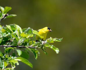 American Goldfinch in an Apple Tree 